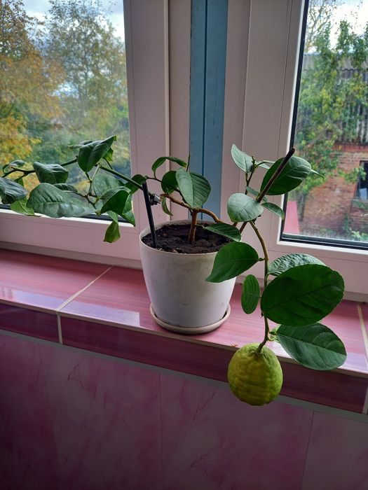 Лимонне дерево та кумкват