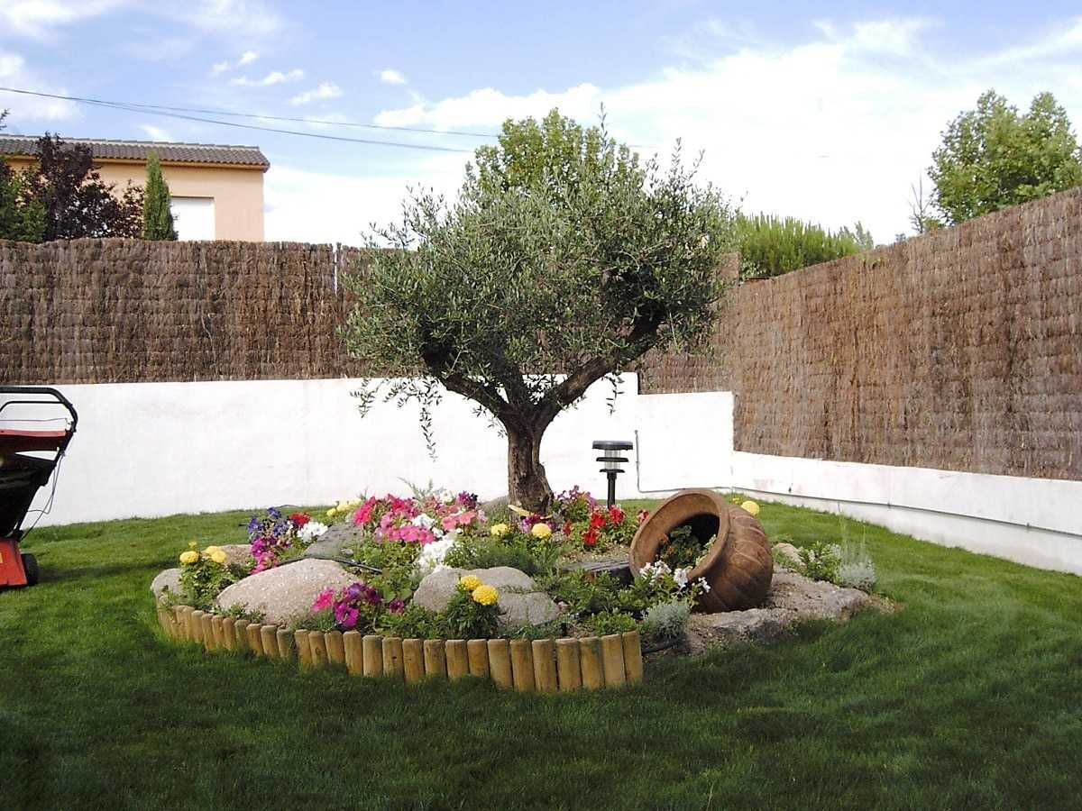 Oliveiras para jardim ou bonsai, boa azeitona