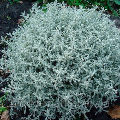 Продам сантолина сизая закрытая корневая