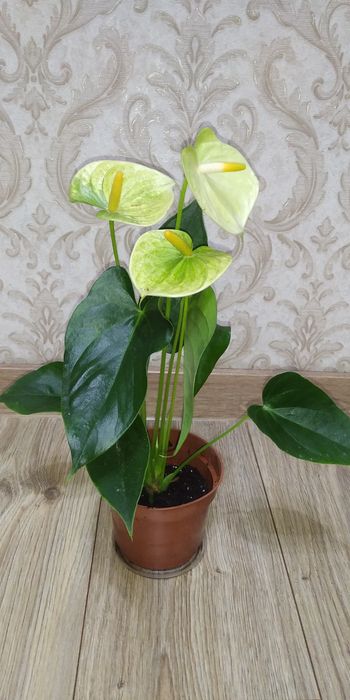Антуріум Ваніла жовтий