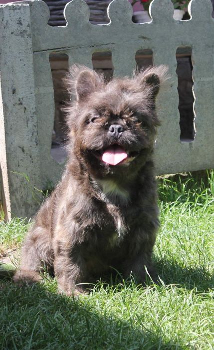 Французький бульдог флудлі