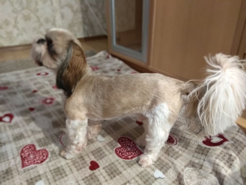 Вязка мини Ши-тцу (Shih-Tzu)