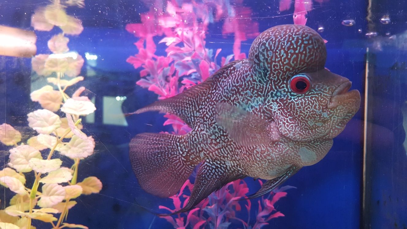 Flowerhorn fish with style