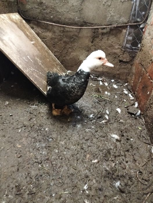 Vendem-se patos mudos