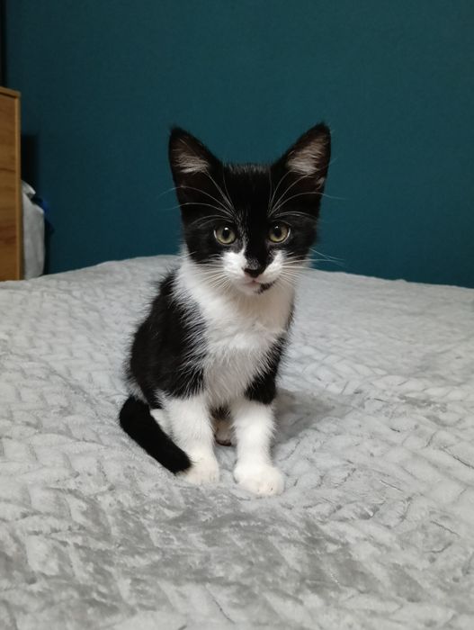 Oddam kotki w dobre ręce