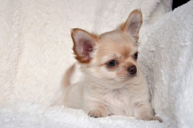 Chihuahua, chłopczyk długowłosy, prawdziwy rodowód ZkwP FCI