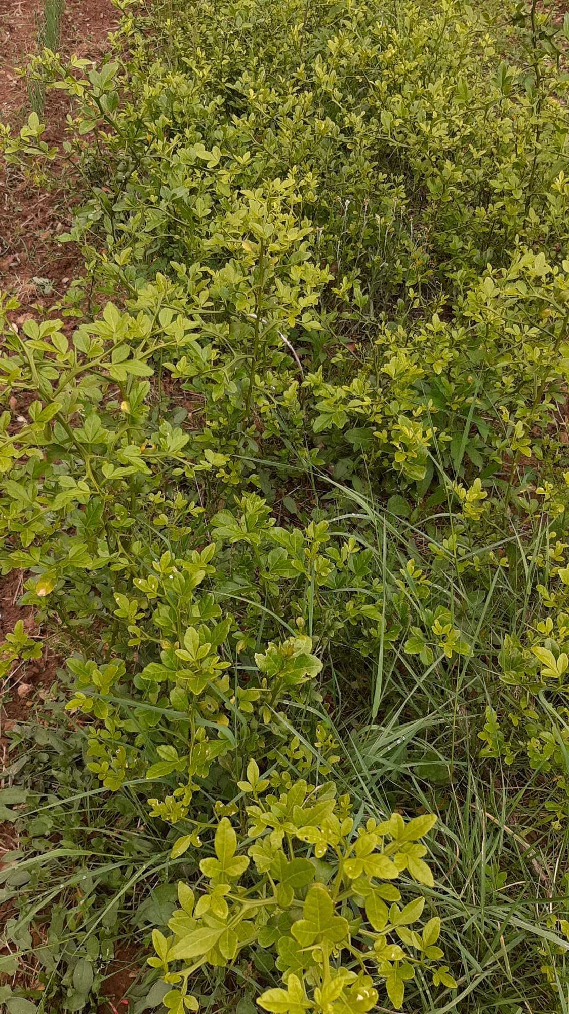 Citrinos trifoliate-orange