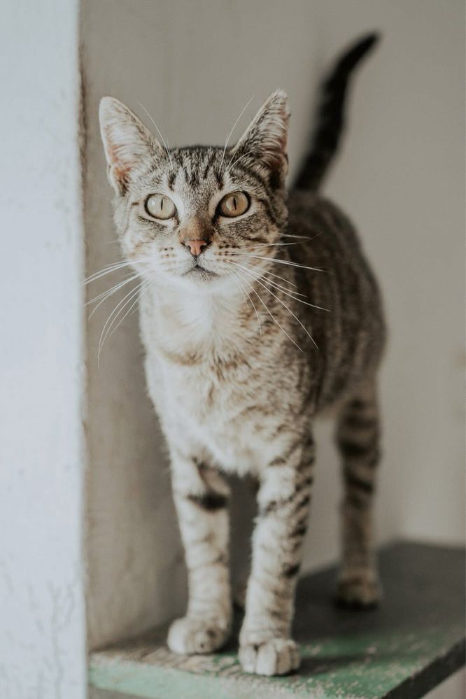 Willa, uma menina que espera por carinho