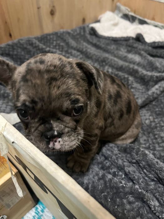 Buldogue francês merle macho