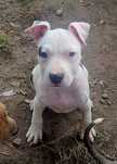 Urocza suczka amstaff!