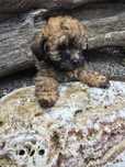 Maltipoo czekoladowe zznacz.11tyg