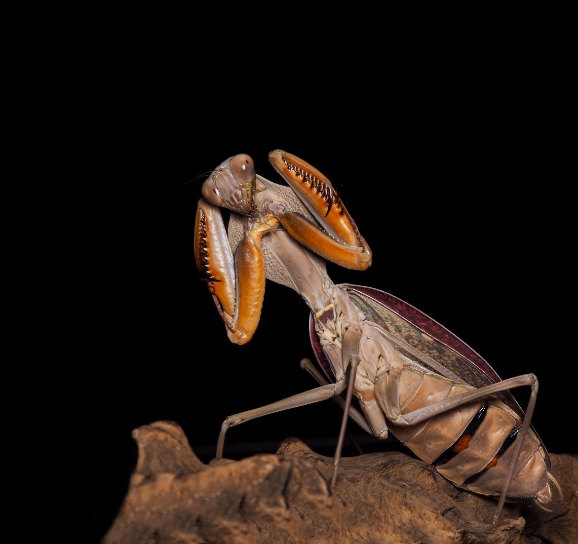 R. kirbyi L6 i J. tricarinatus I3