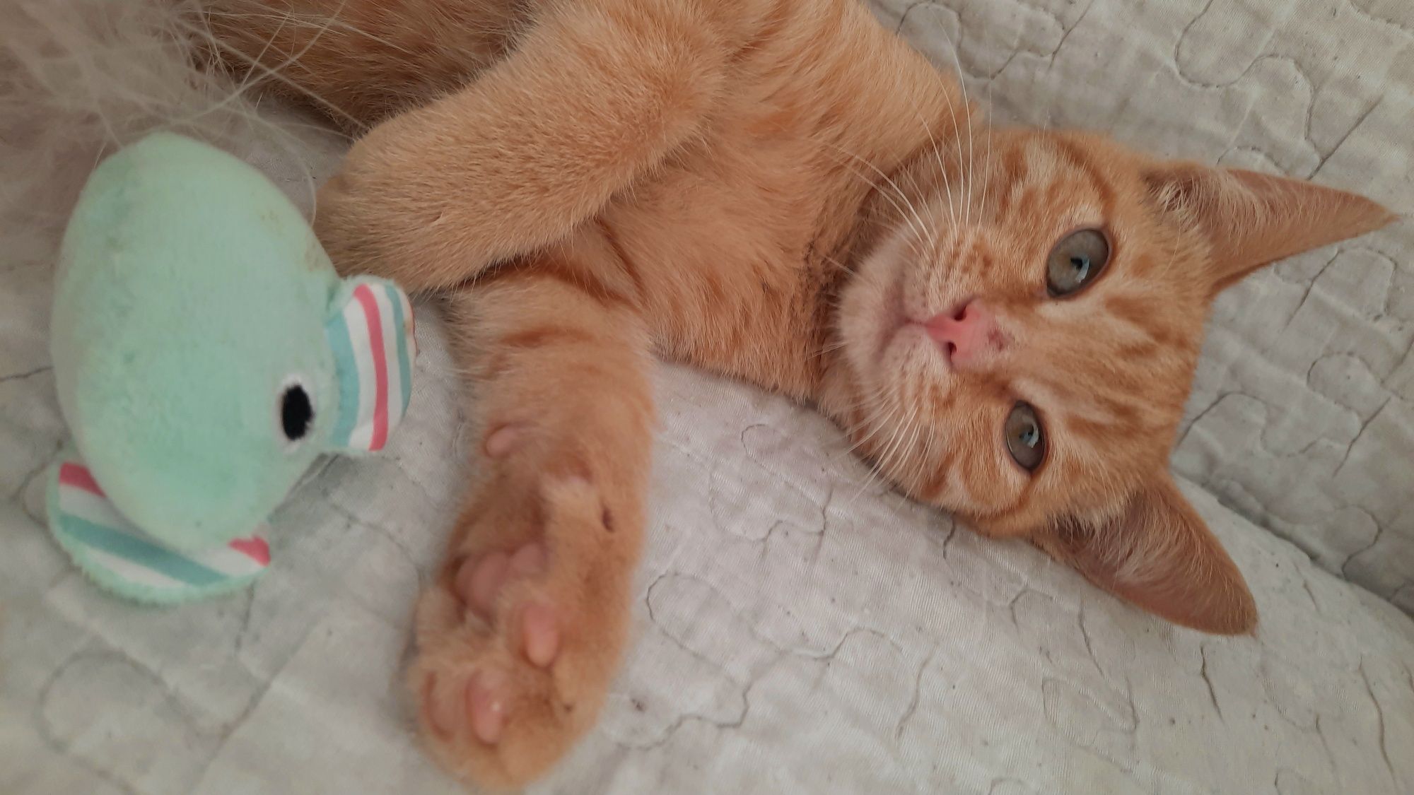 Кошеня хлопчик 3,5 місяці рудий