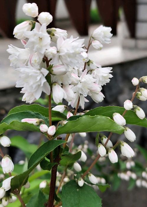 Дейция, морозник, ромашка гибискус ежевика лещина малина унаби зизифус