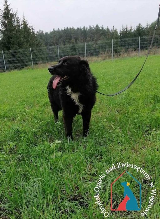 Miał ciężkie życie - zaopiekuj się delikatnym, uczuciowym Iwo