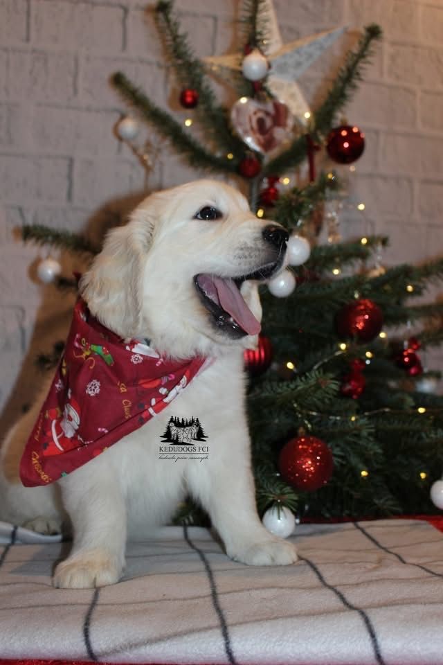 Gotowy do odbioru Piesek golden retriever *ZKwP FCI*
