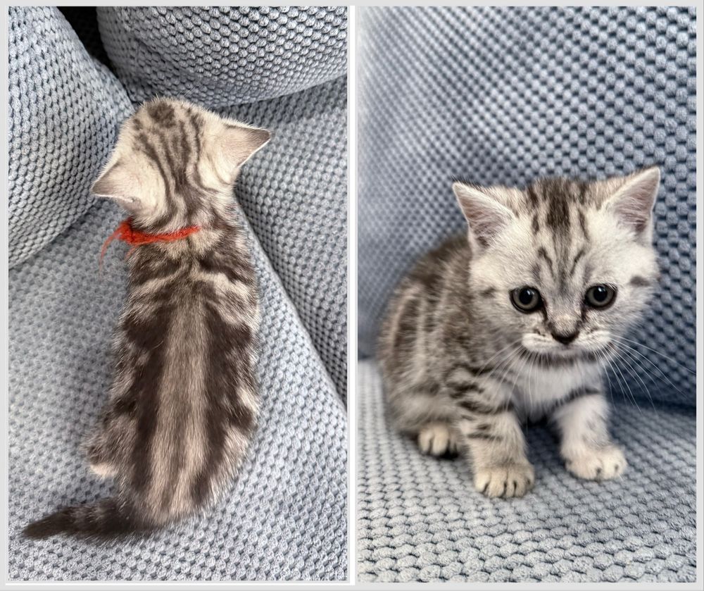Шотландські мармурові кошенята