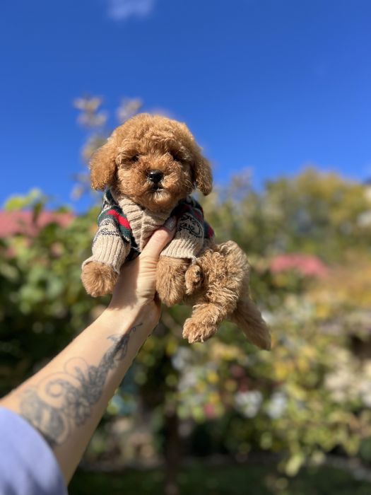 Мальтіпу міні мальтипу