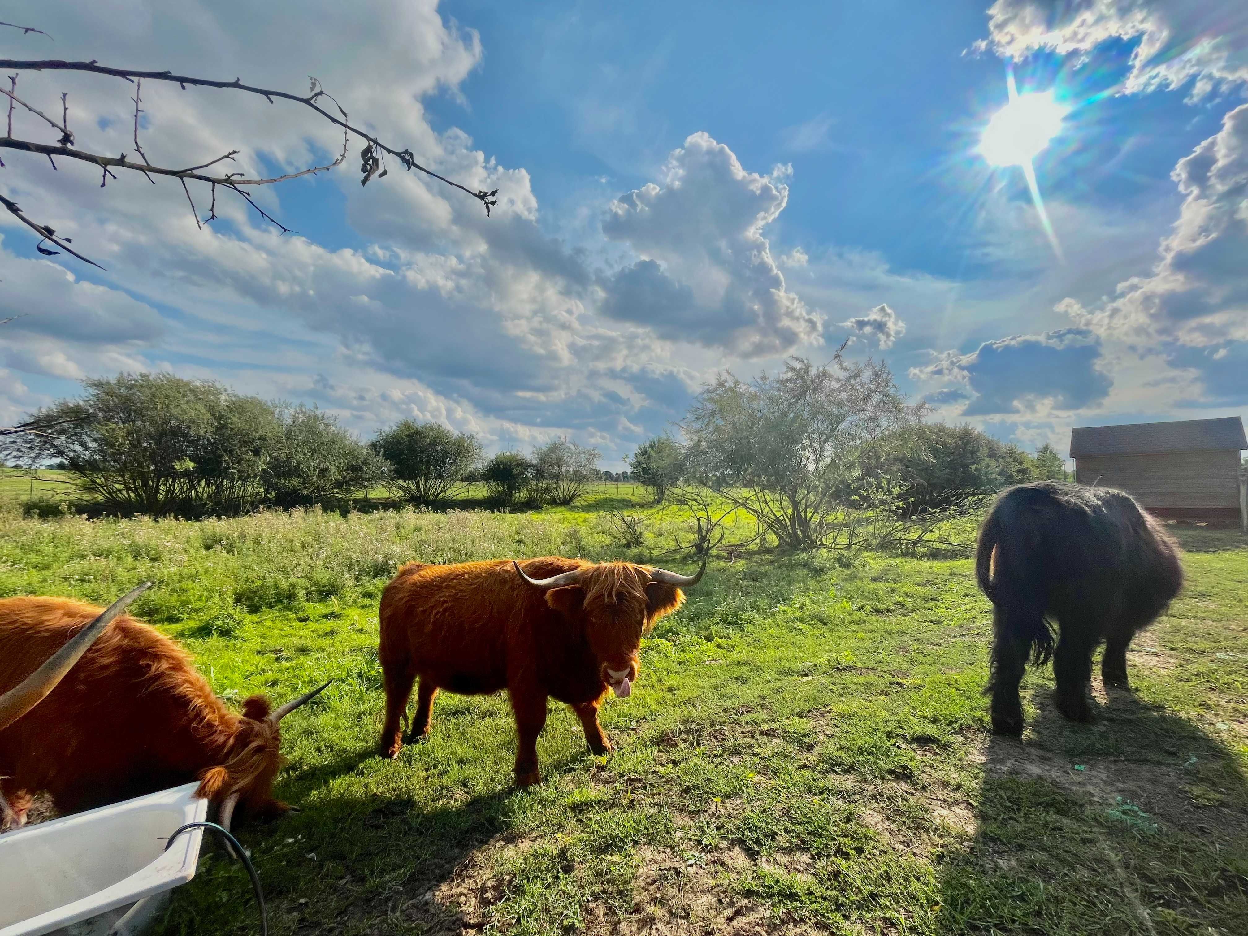 Sprzedam bydło Szkockie Highland 100% rasy