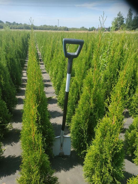 Tuje szmaragd 160 cm Promocja