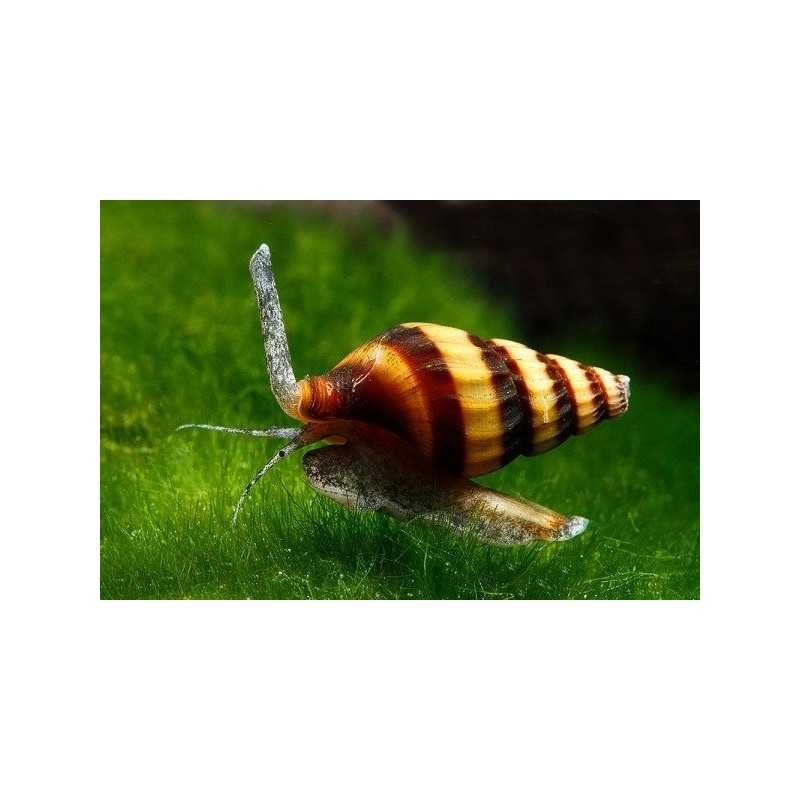 Caracol de aquário Helena