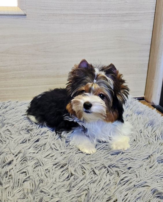 Piękny proporcjonalny piesek Biewer Yorkshire Terrier chłopak malutki