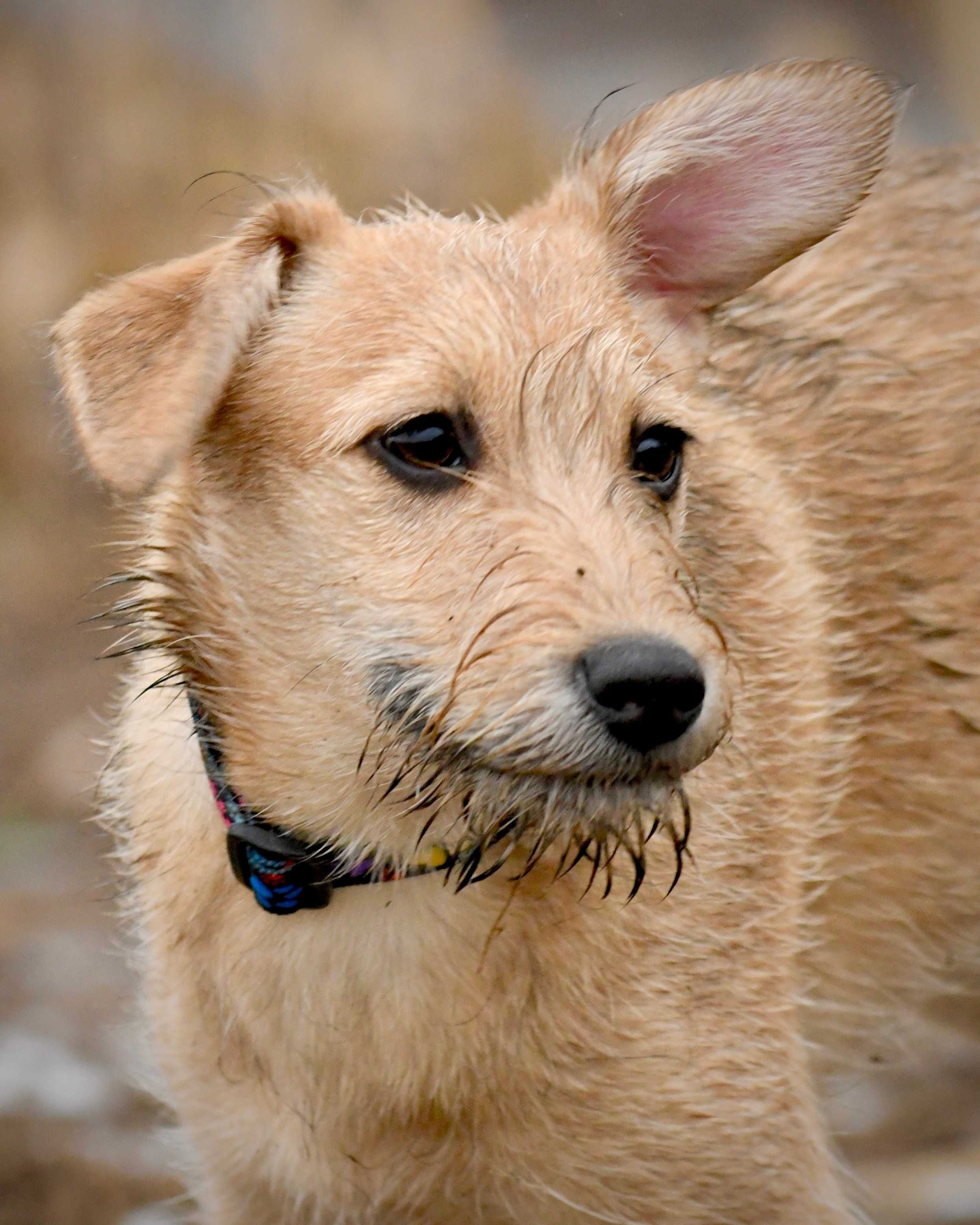 PYRA zwana LUŚKĄ ok. 5 miesięczna suczka mix teriera do adopcji.