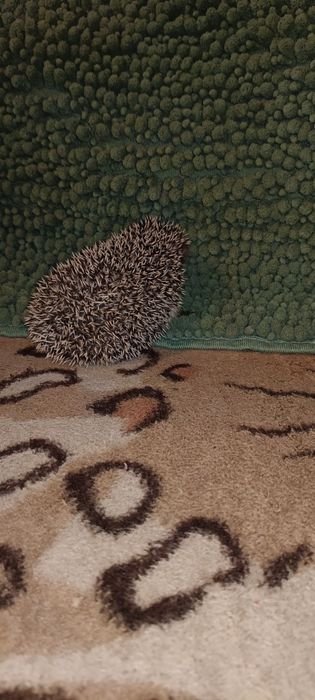 Młode Jeżyki pigmejskie