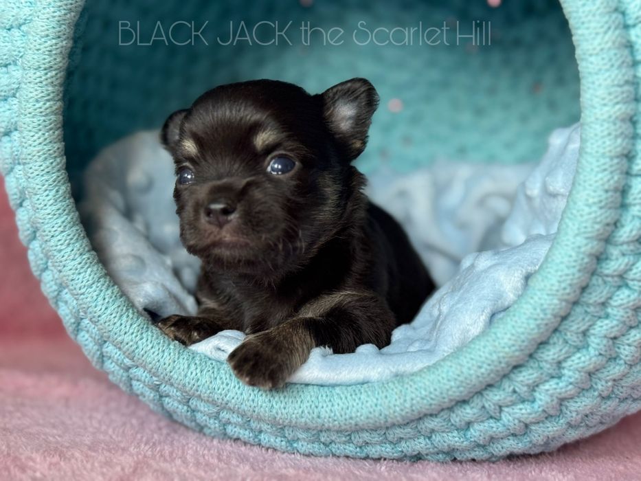 BLACK JACK pies szczenię chihuahua fci zkwp tricolor