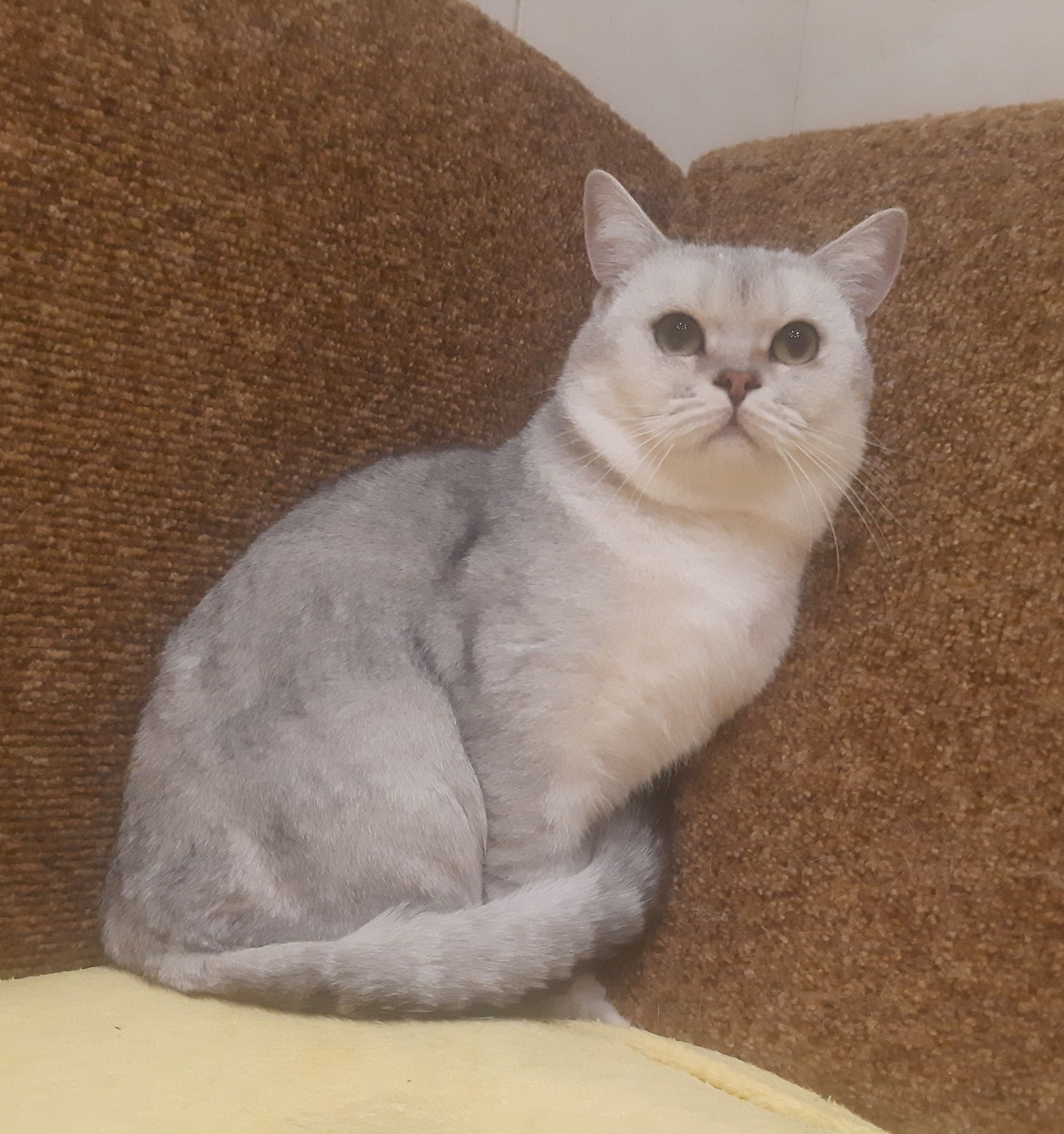 Шотландський скоттіш страйт в'язка