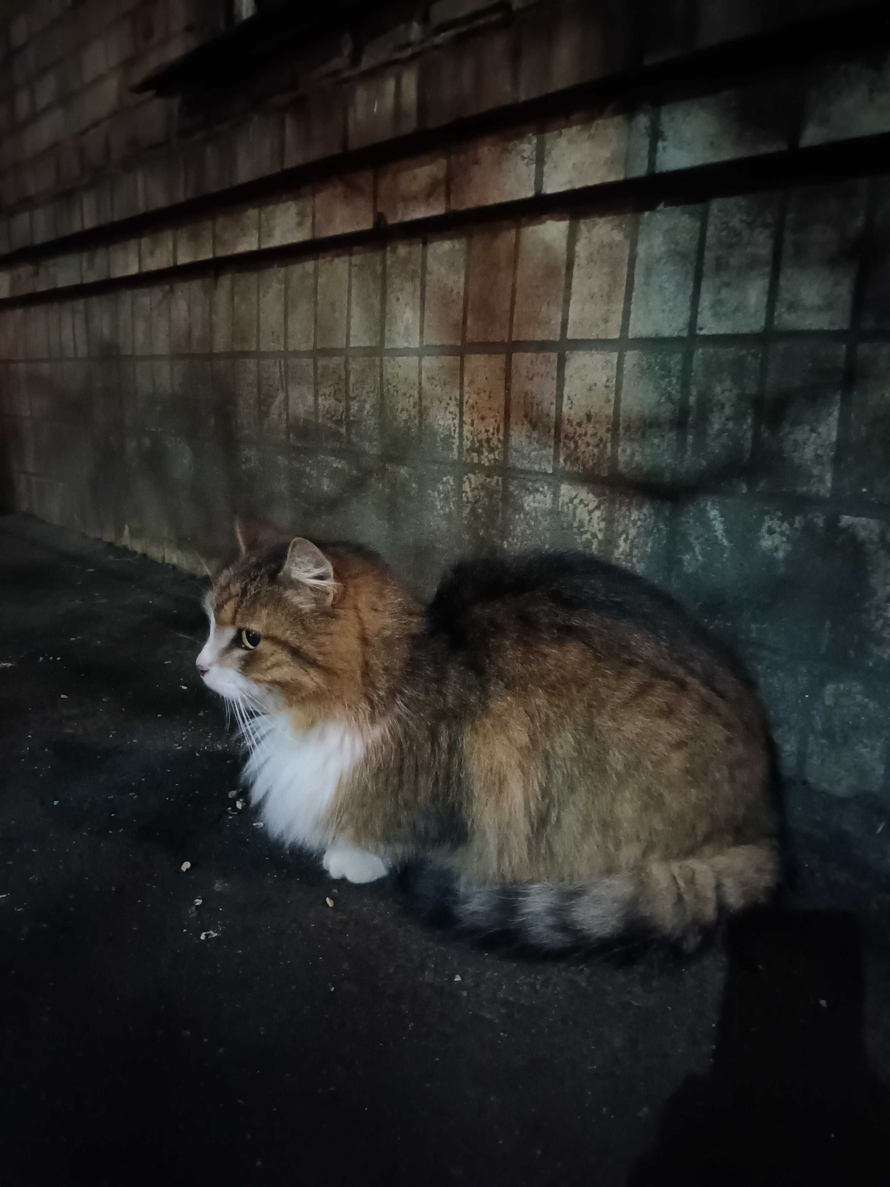 Котик добрим відповідальним людям