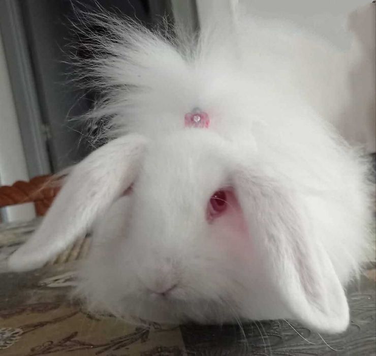 Coelho Berlier Angora