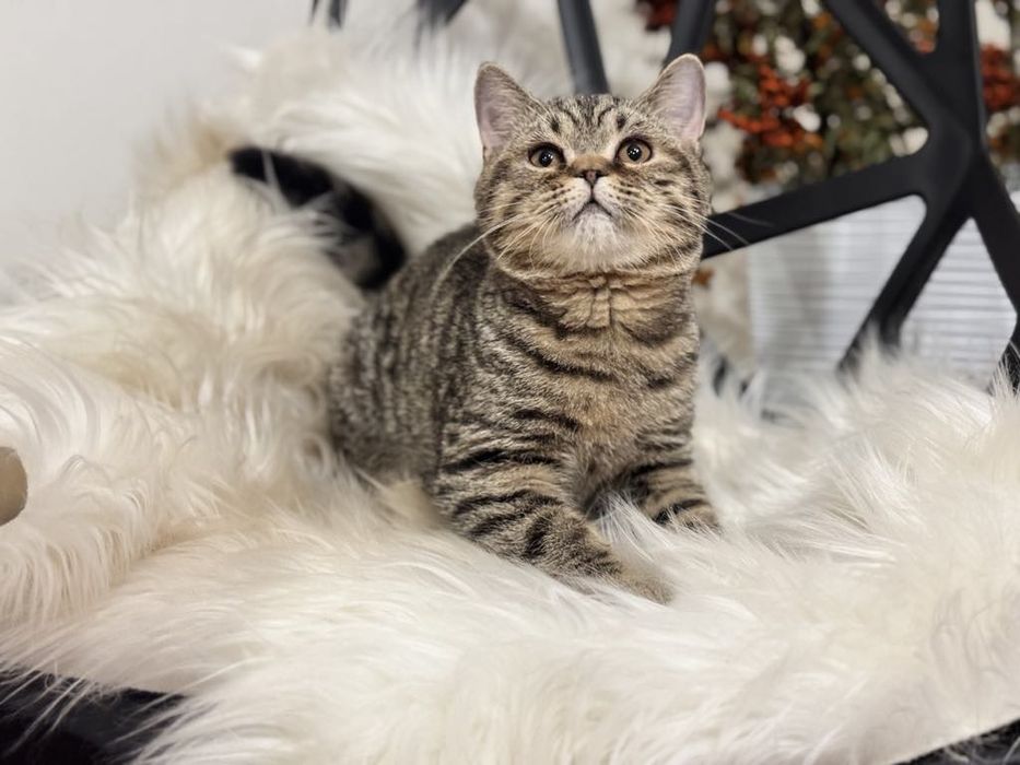 Kocięta Szkockie. Kocurek Tygrysi.  Rodowód