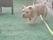 Piesek american bully z metryką
