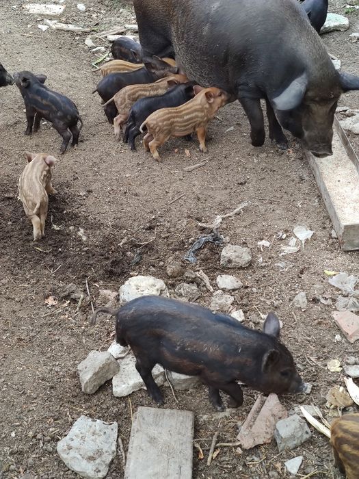 Продаю поросята породи кармали