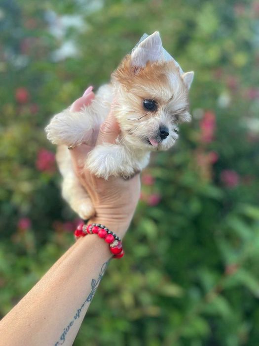 Golddust biewer Yorkshire terrier suczka