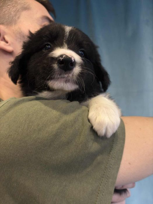 Border Collie piesek Murzyn