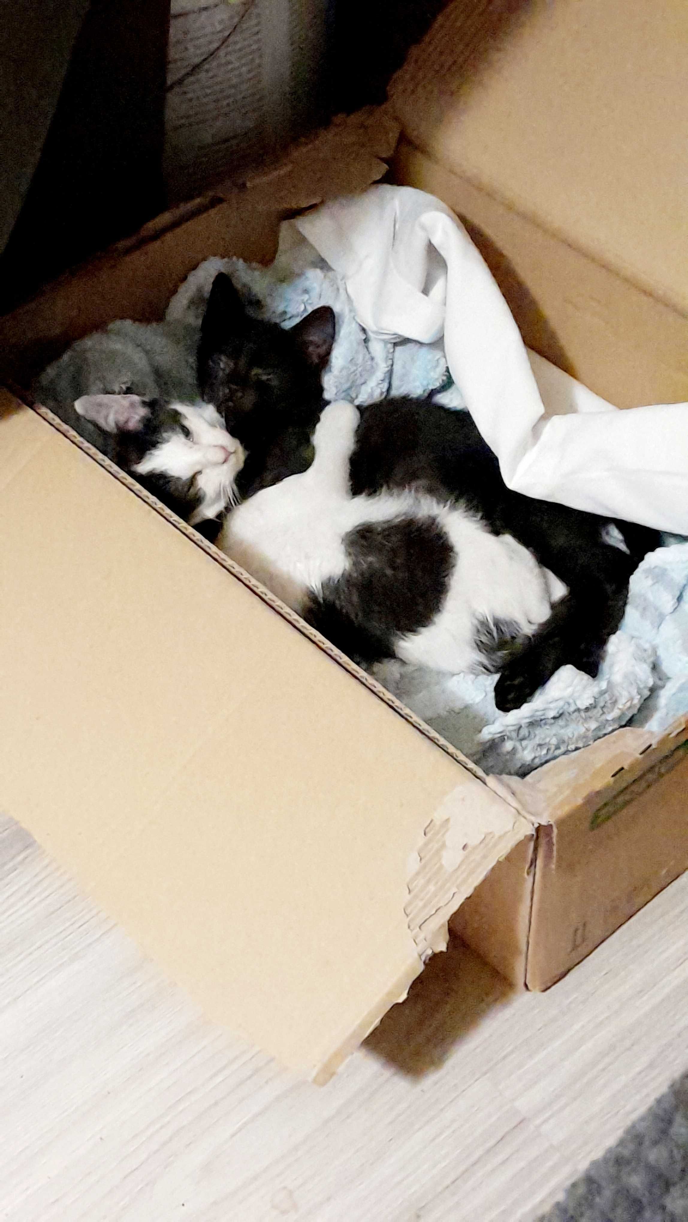 Kocięta do adopcji