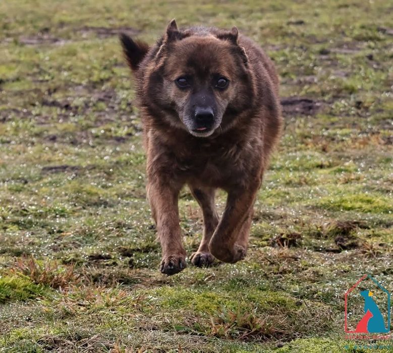 Wacław 571/24 - SZUKA DOMU!