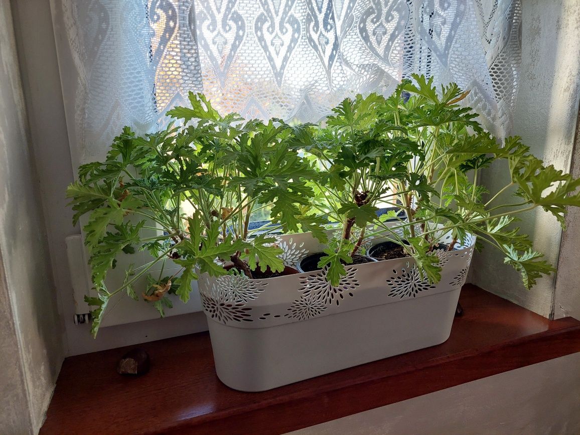 Geranium anginka Ból ucha Tarnów na syrop