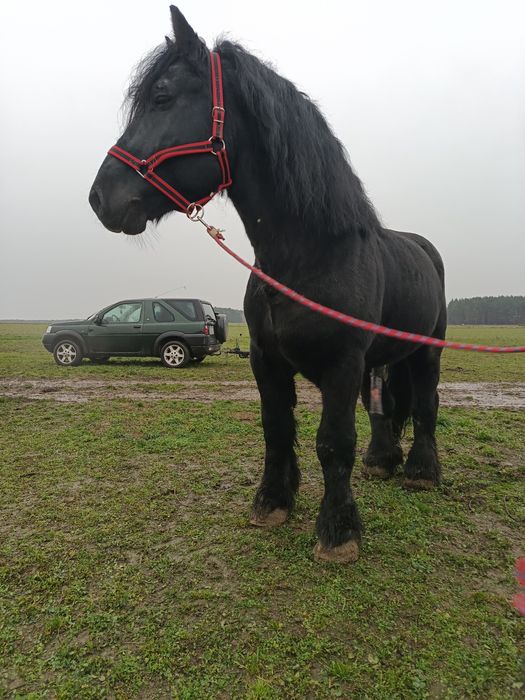 Ogier sztum reproduktor