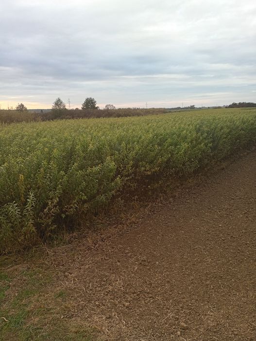 Sprzedam wiklinę amerykankę okolo;25t