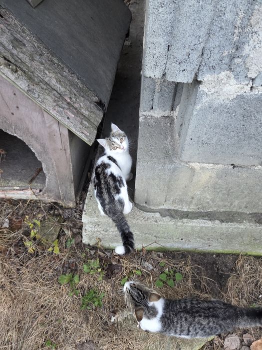 Cudowne kotki szukają domu