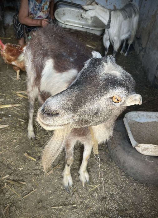 Продам 3 кози, 1 цапа