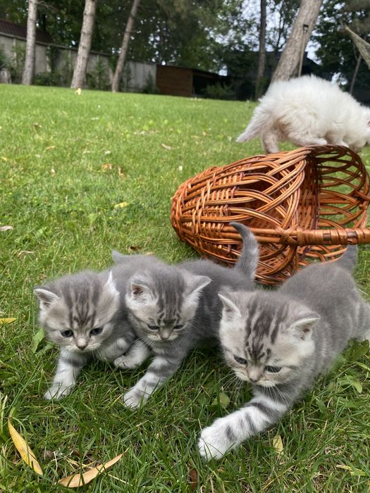 Британьскі котята