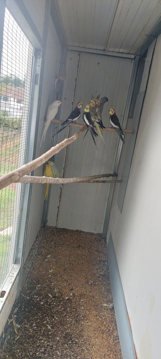 Vendo caturras , agapornis e piriquitos