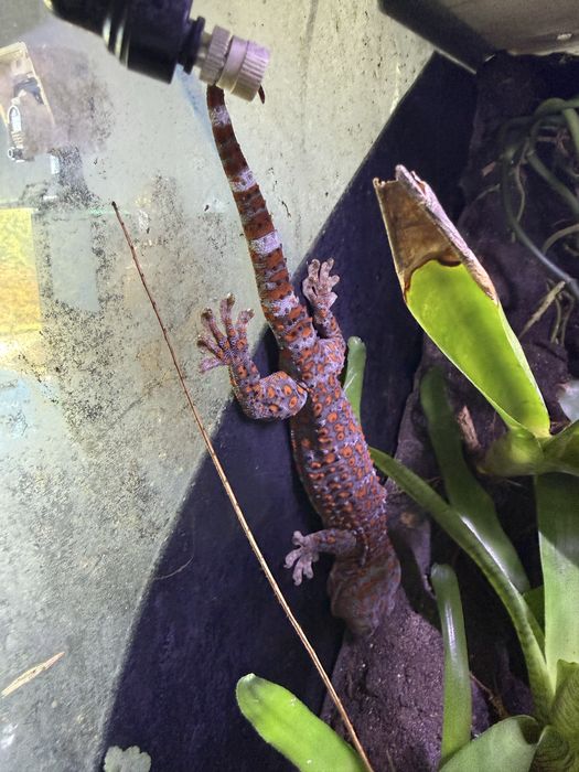 Samiec Gekon Toke wraz z terrarium oraz szafka