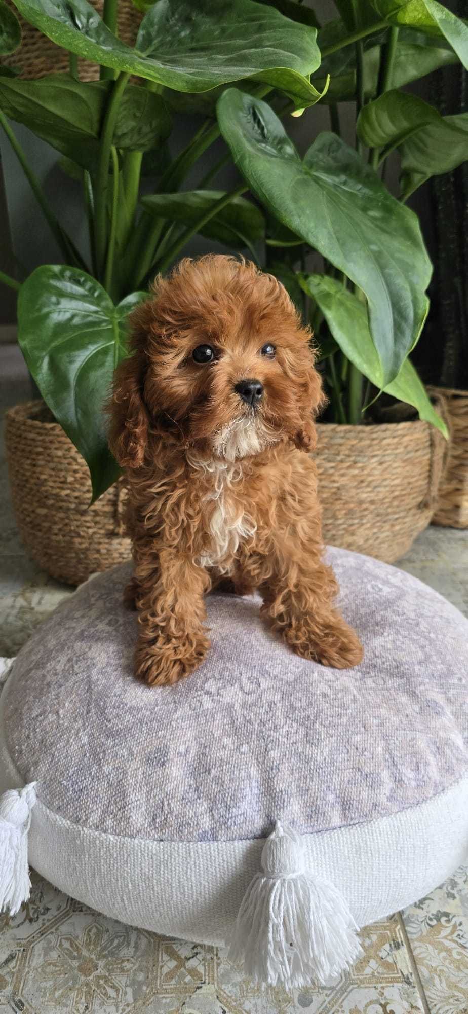 Cavapoo dziewczynka