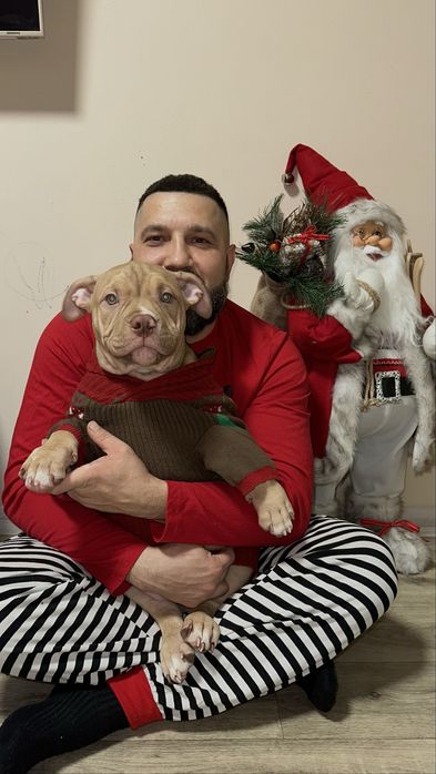 Буллі Покет та Стандарт