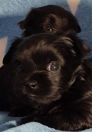 Yorkshire Terrier black, black and tan